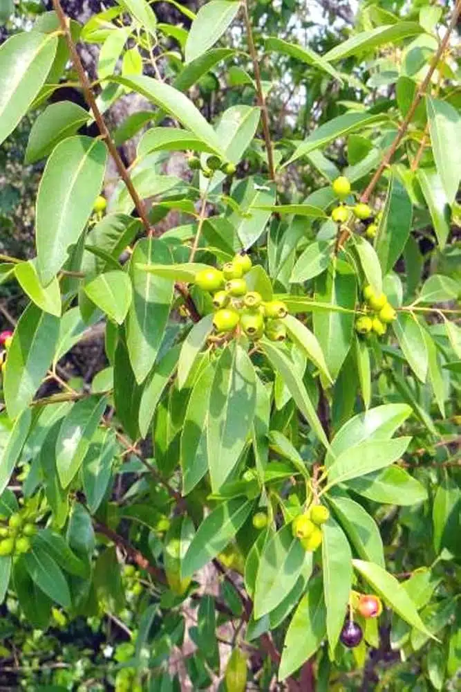 Santalum album sandal tree seeds