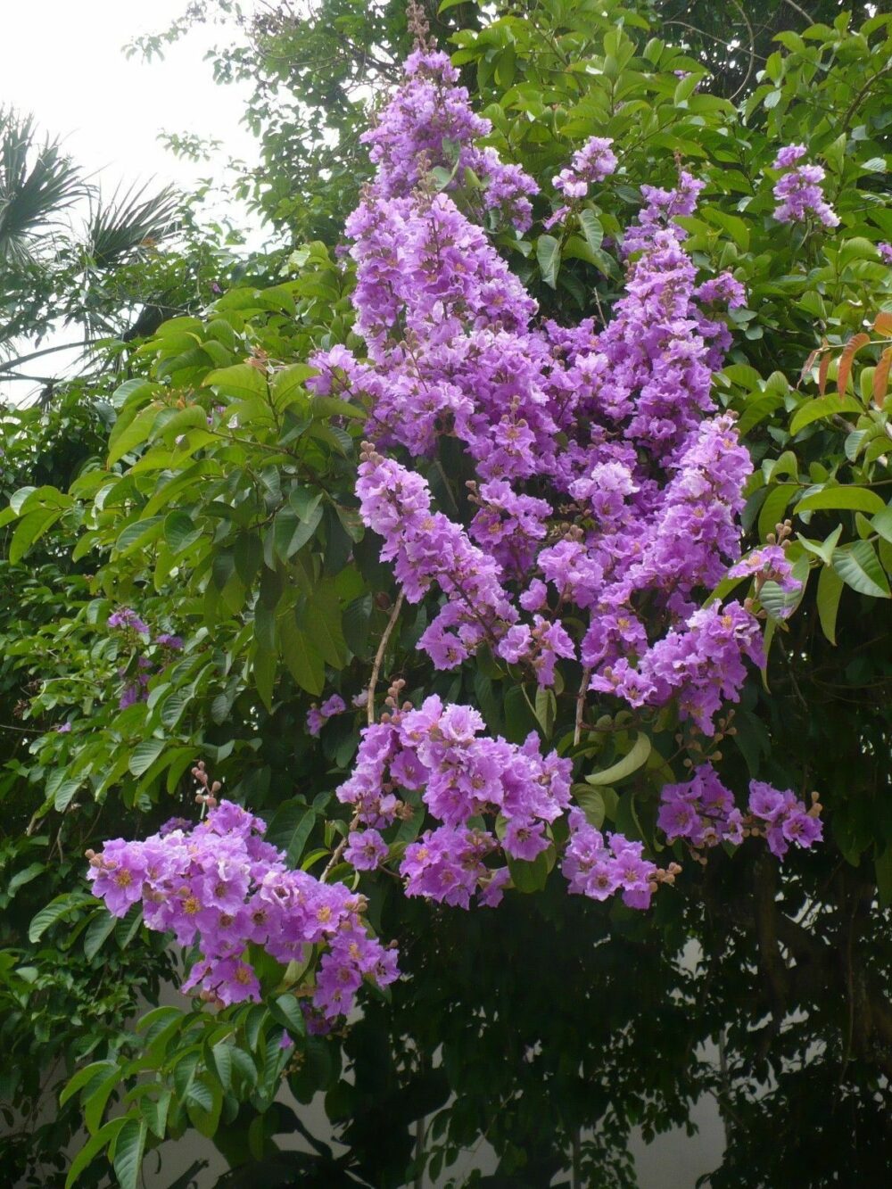 Lagerstroemia speciosa Chennangi tree seeds