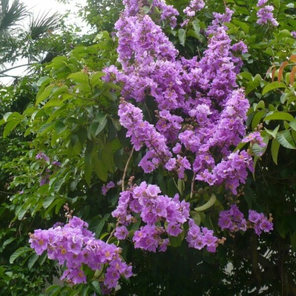Lagerstroemia speciosa Chennangi tree seeds
