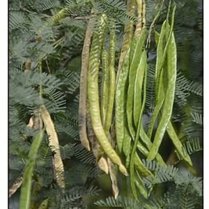Prosopis Juliflora fencing babul tree seeds