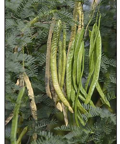 Prosopis Juliflora fencing babul tree seeds
