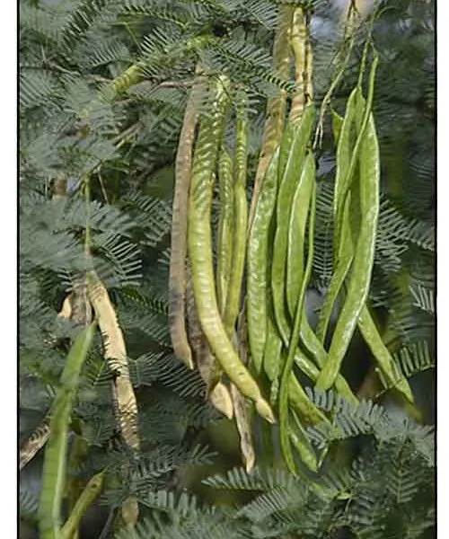 Prosopis Juliflora fencing babul tree seeds