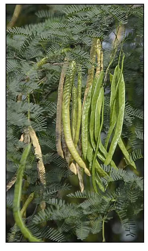 Prosopis Juliflora fencing babul tree seeds