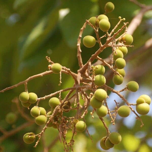 Sapindus Emarginatus soap nut tree seeds