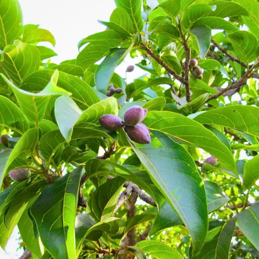 Terminalia chebula tree seeds