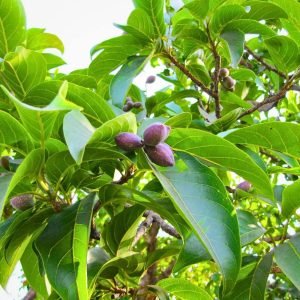 Terminalia chebula tree seeds
