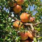 Pomegranate fruit tree seeds