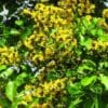 Pterocarpus Marsapium Malabar Kino Tree Seeds