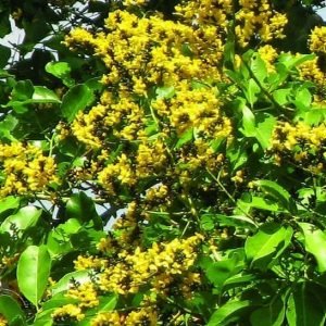 Pterocarpus Marsapium Malabar Kino Tree Seeds