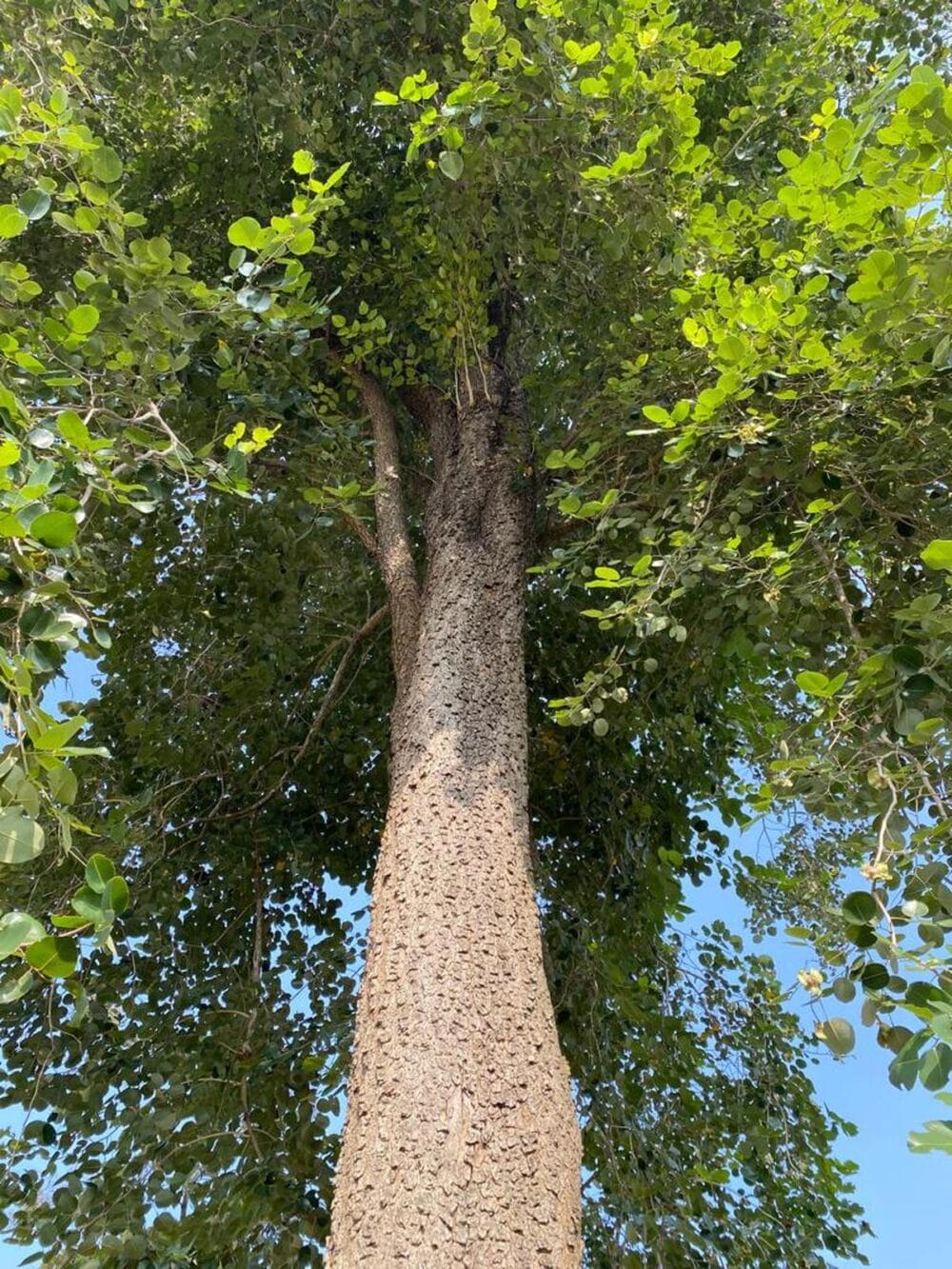 Pterocarpus Santalnus Red sander tree seeds