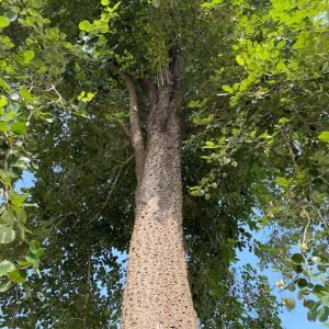 Pterocarpus Santalnus Red sander tree seeds