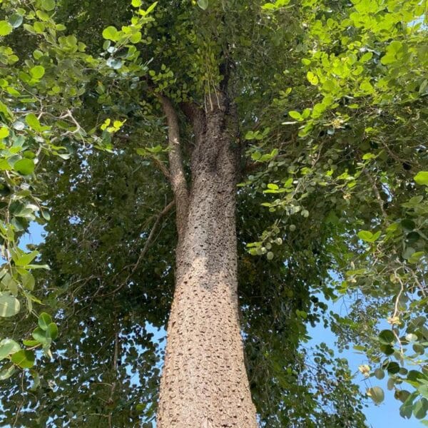 Pterocarpus Santalnus Red sander tree seeds