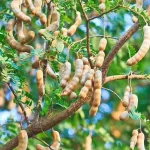 Tamarindus Indica tamarind tree seeds