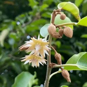 Mimusops Elengi Spanish cherry tree seeds