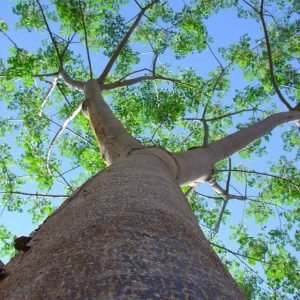 Melia Dubia Malabar Neem tree seed
