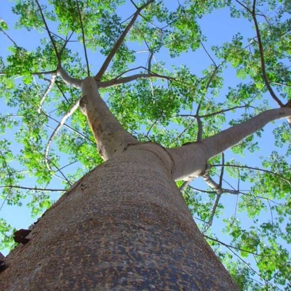 Melia Dubia Malabar Neem tree seed