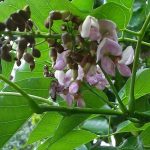Pongamia pinnata புங்கை tree seeds