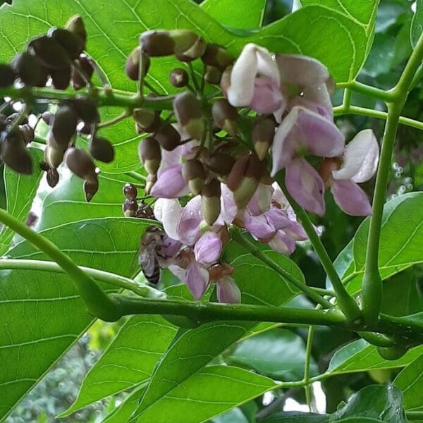 Pongamia pinnata புங்கை tree seeds