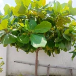 Terminalia Catappa Indian almond tree seeds