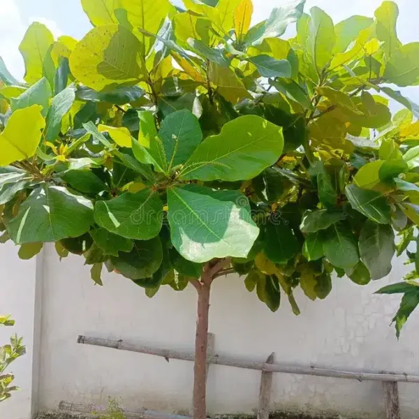 Terminalia Catappa Indian almond tree seeds