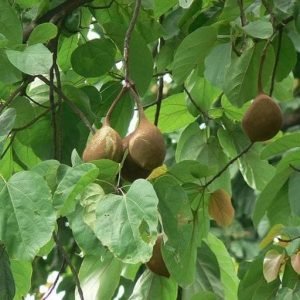 Sterculia alata buddha nut tree seeds