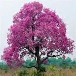 Tabebuia avellanedae Pink Trumpet tree seeds