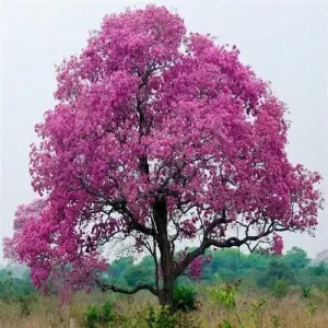 Tabebuia avellanedae Pink Trumpet tree seeds