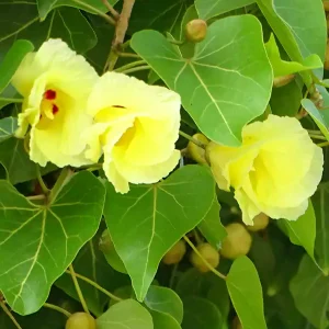 Thespesia populnea Indian Tulip tree seeds