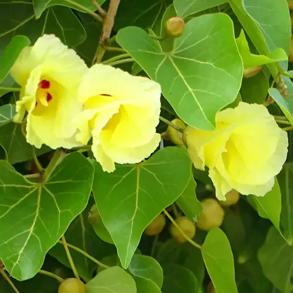 Thespesia populnea Indian Tulip tree seeds