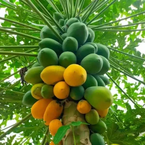 Papaya fruit tree seeds