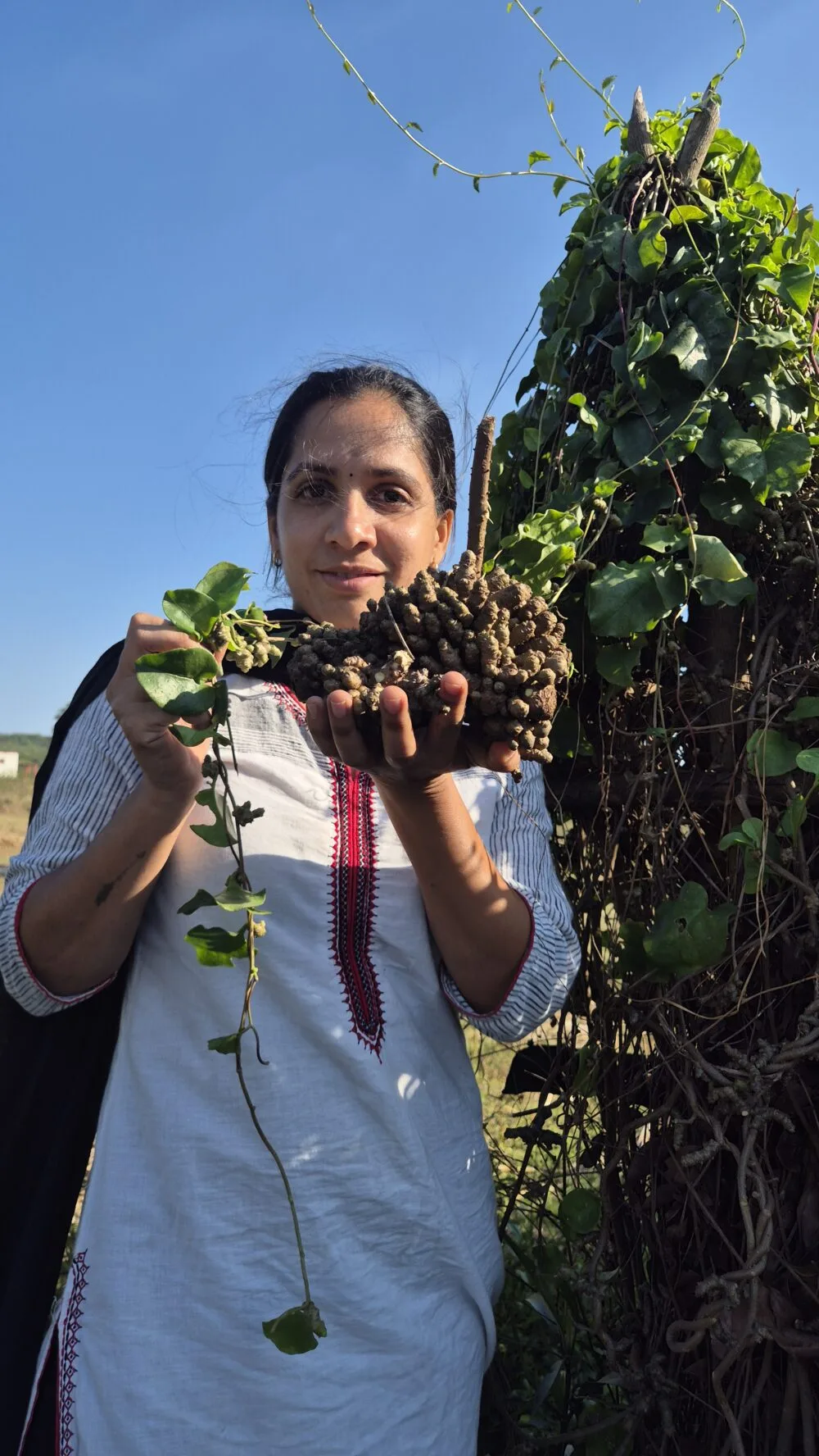 Native Madeira Vine tuber seeds