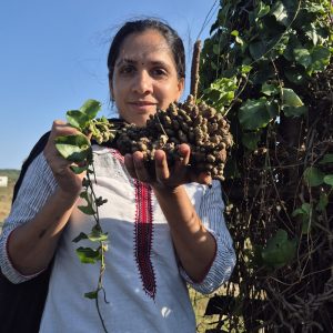 Native Madeira Vine tuber seeds