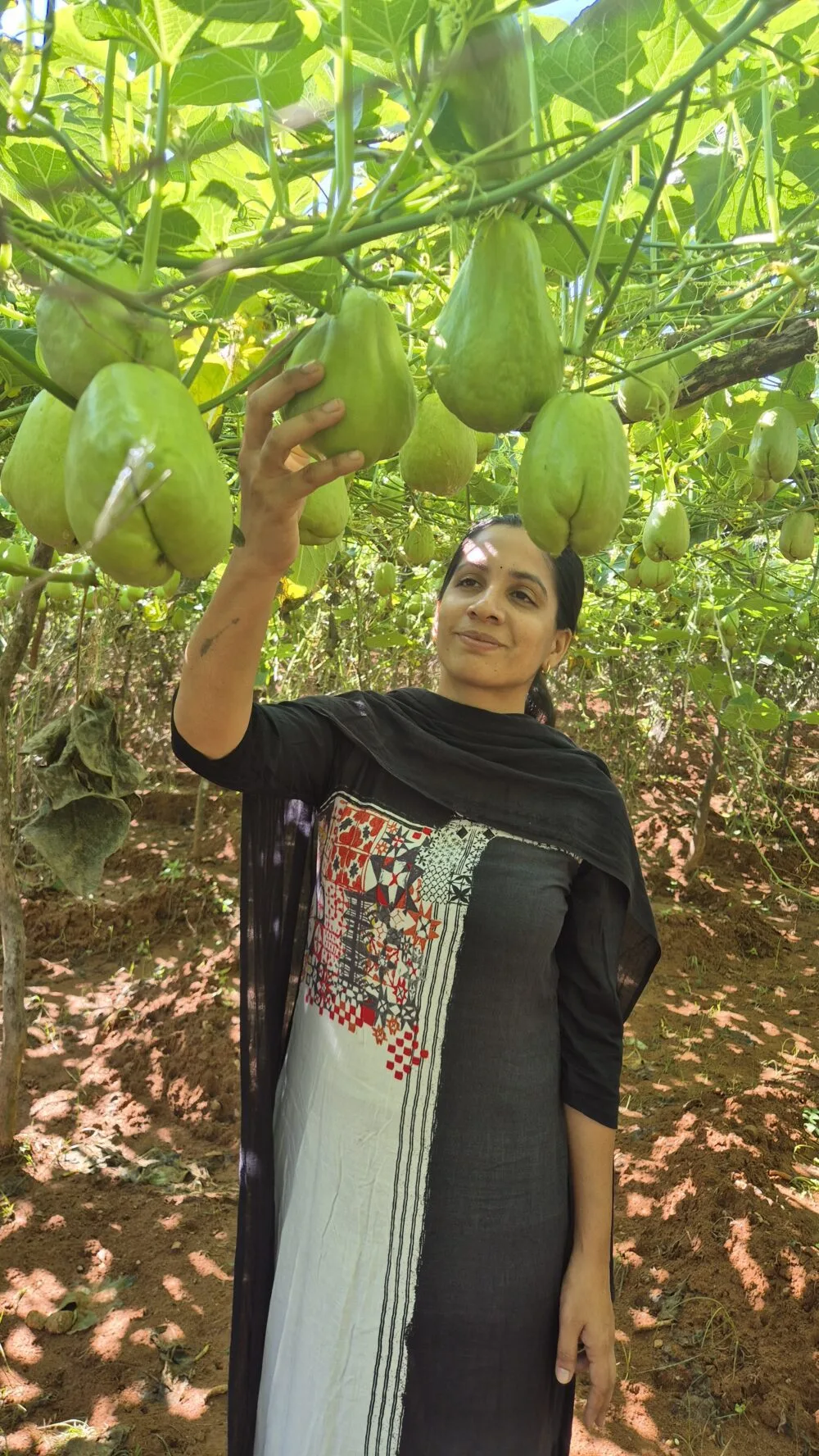 Native Chayote (Chow Chow செள செள) organic seeds