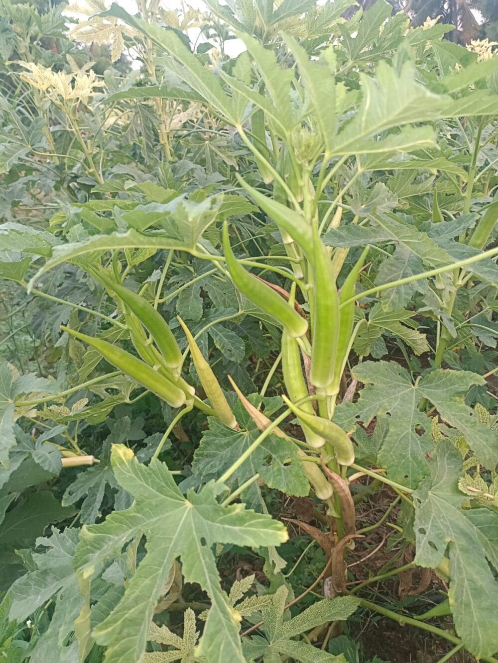 Heirloom green candle fire okra seeds