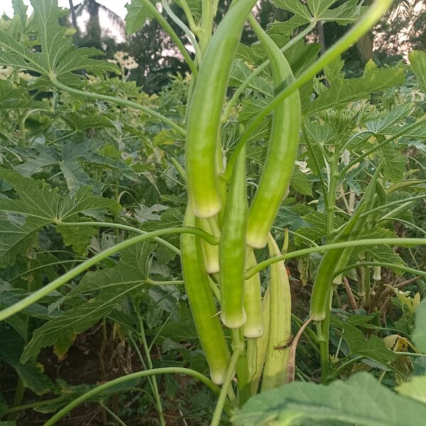 Heirloom green candle fire okra seeds