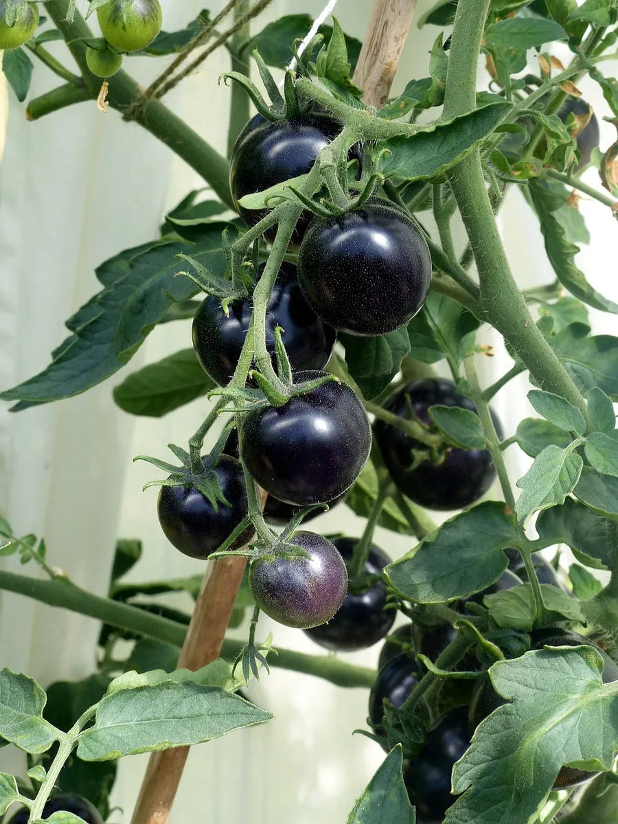 Heirloom Black Cherry Tomato Seeds