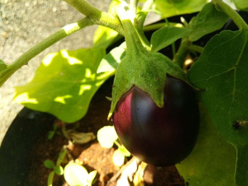 Native GI Tag Vellore Elavambadi Brinjal Seeds