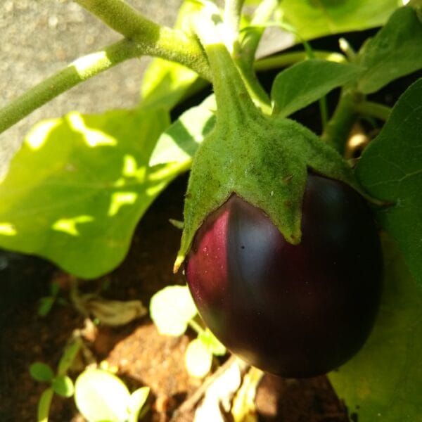 Native GI Tag Vellore Elavambadi Brinjal Seeds