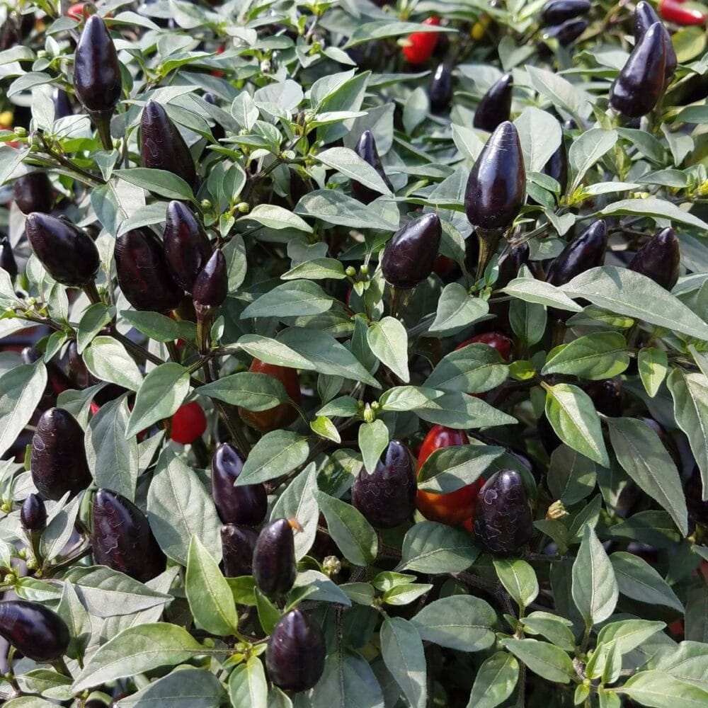 Native Black Chilli Seeds