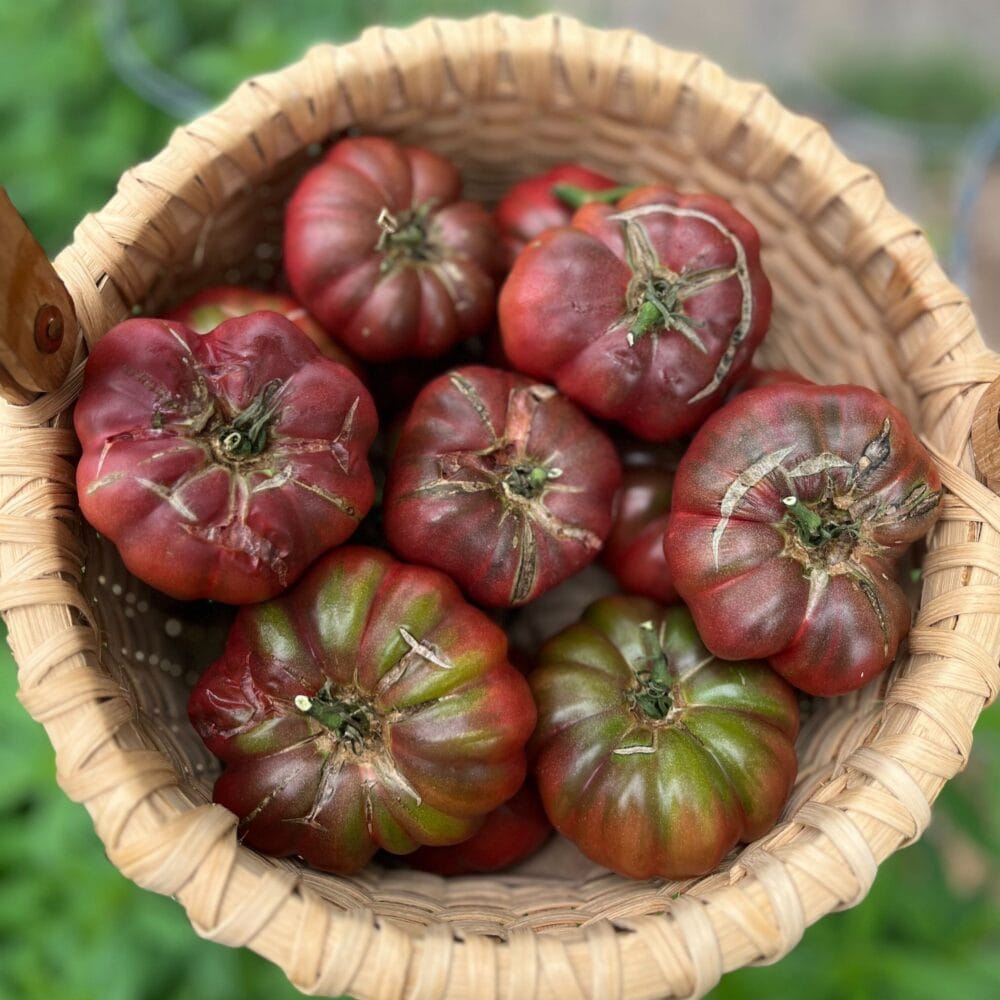 Rare Heirloom Purple Calabash Tomato seeds - Image 4