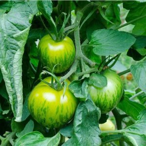 Heirloom Green Apple Tomato Seeds