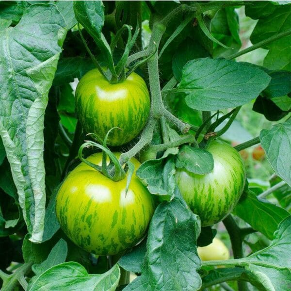 Heirloom Green Apple Tomato Seeds