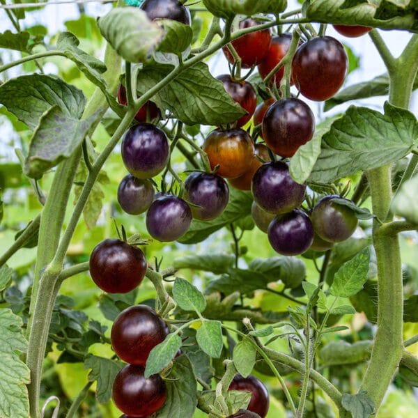 Heirloom Blue Berry Cherry Tomato Seeds