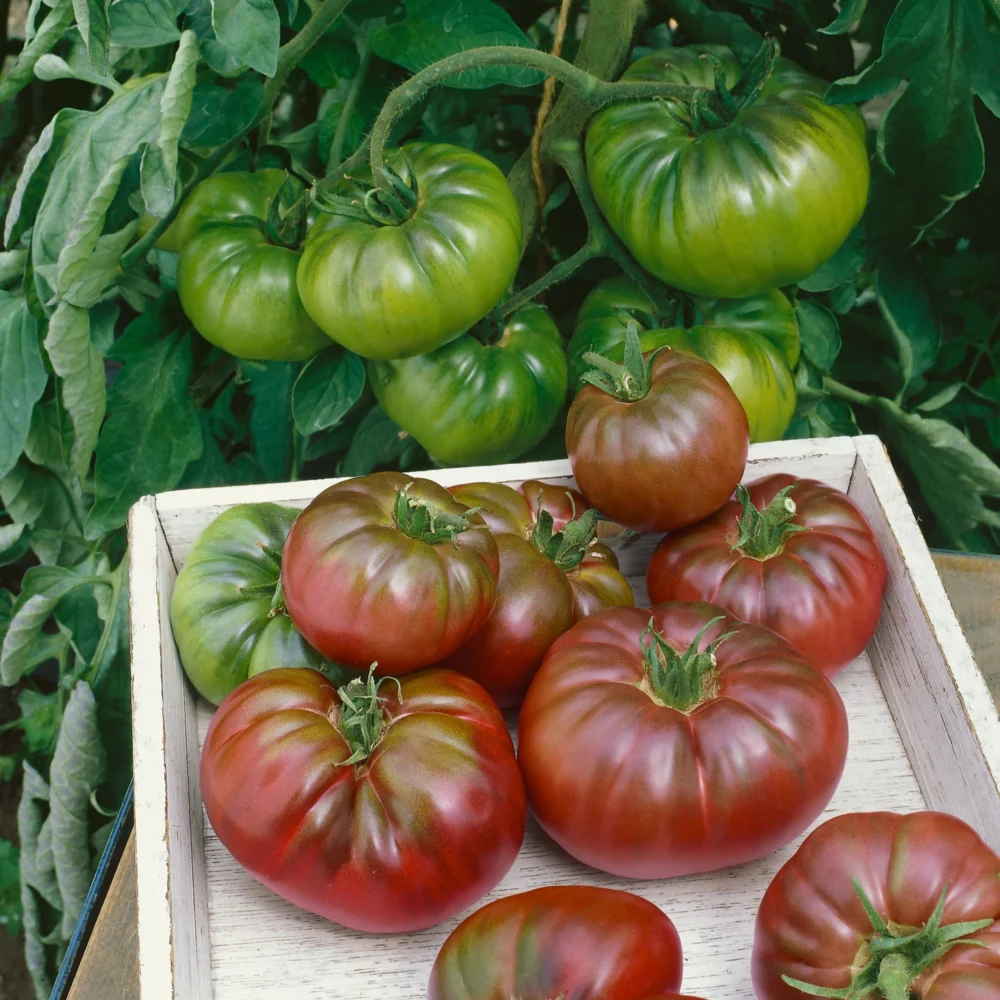 Rare Heirloom Purple Calabash Tomato seeds - Image 2