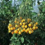 Heirloom Ildi Tomato seeds