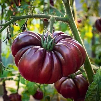 Rare Heirloom Purple Calabash Tomato seeds - Image 3