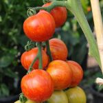 Heirloom Tigerella Tomato Seeds