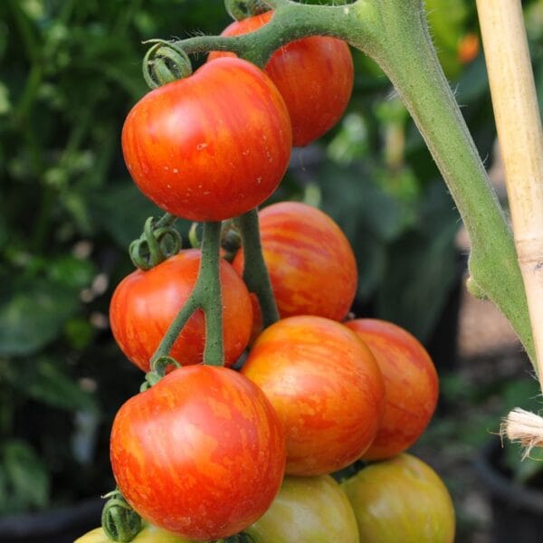 Heirloom Tigerella Tomato Seeds