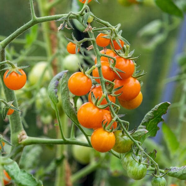 Golden Sun Gold Cherry Tomato Seeds