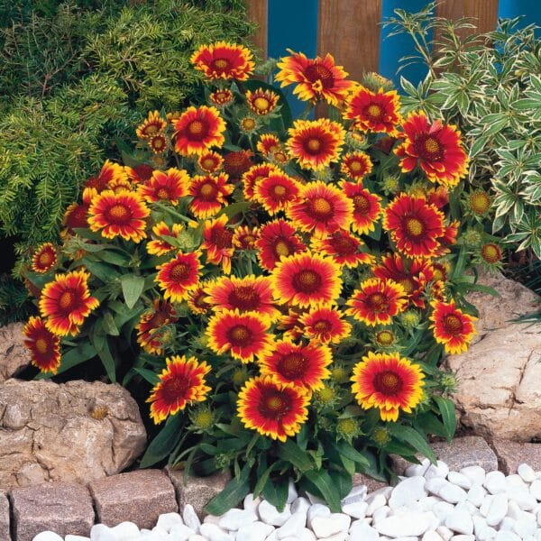 Gaillardia flower op seeds-Best For Indian Gardens